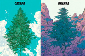 Чем отличается урожай Индики от Сативы?