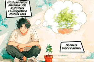 Выращивание конопли в домашних условиях