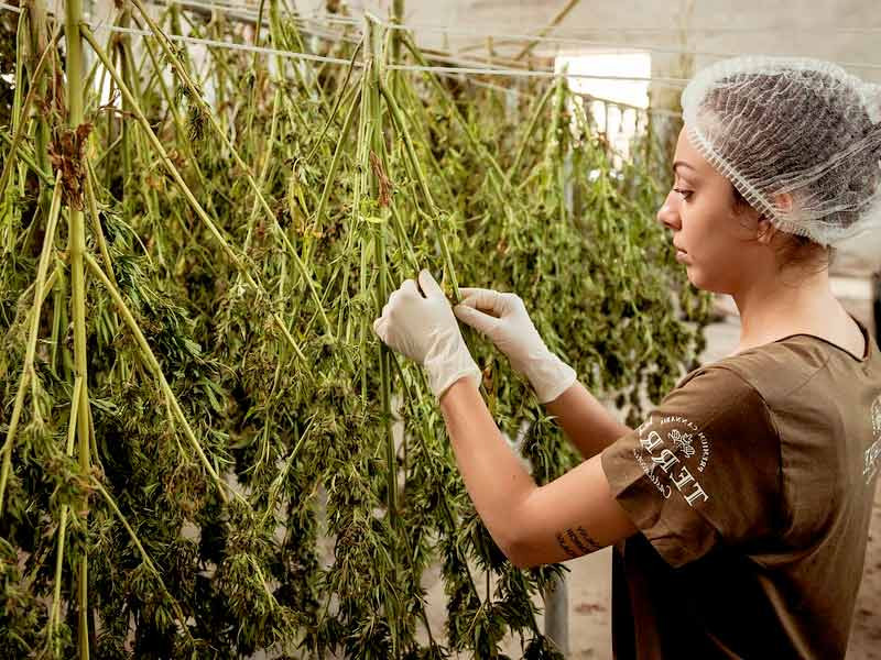 Селекция конопли Селекционеры сортов конопли