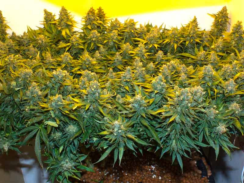 Пышный и невысокий куст конопли Невысокий куст конопли