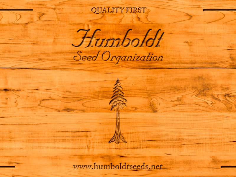 Мощные автики от Humboldt Seeds Humboldt Seeds