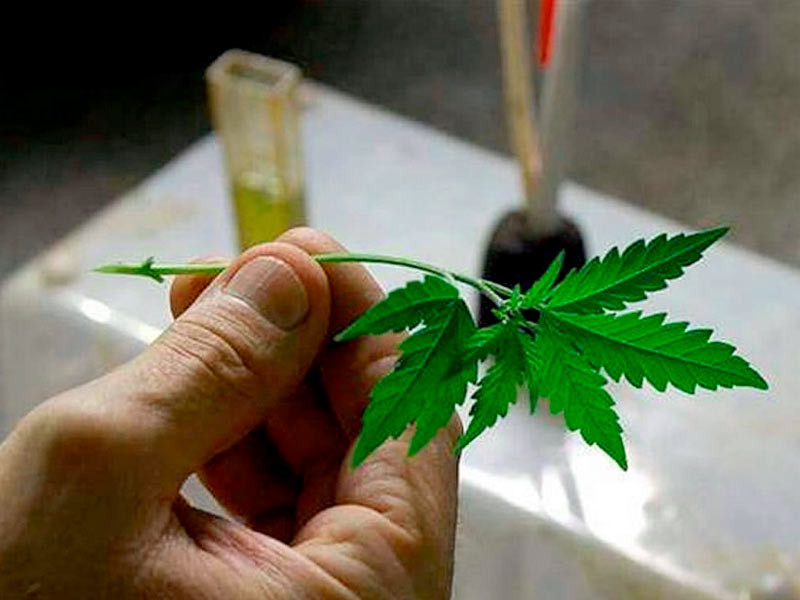 Черенок для клонирования Отрезанный черенок конопли