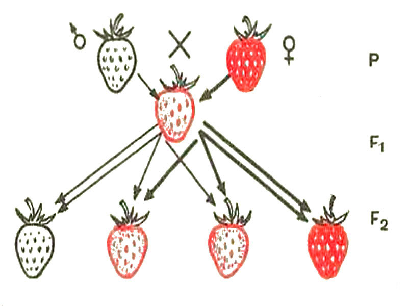 Закон селекции Менделя на примере клубники Закон селекции Менделя