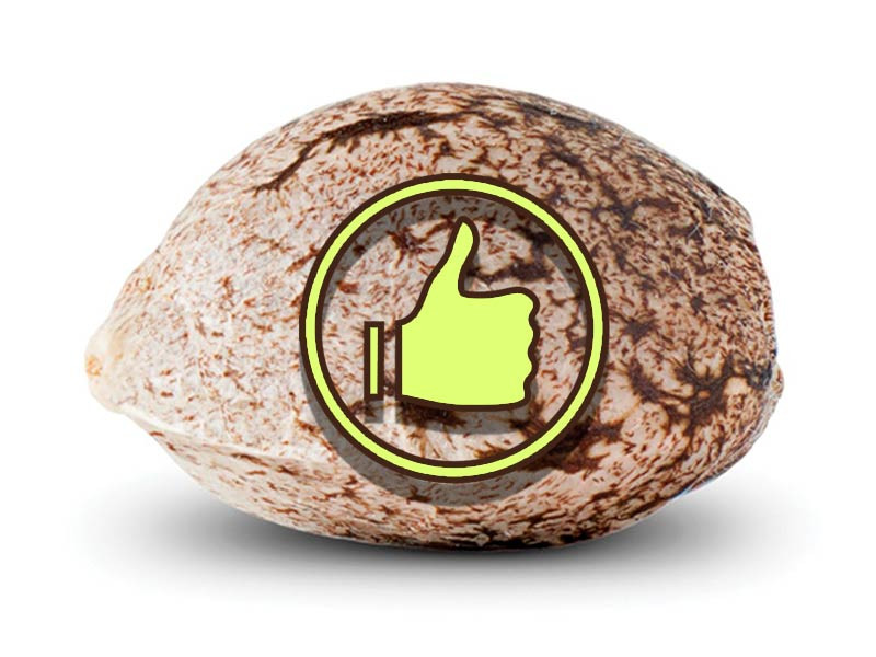 Проращивание старых семян марихуаны Проращивание старых семян конопли