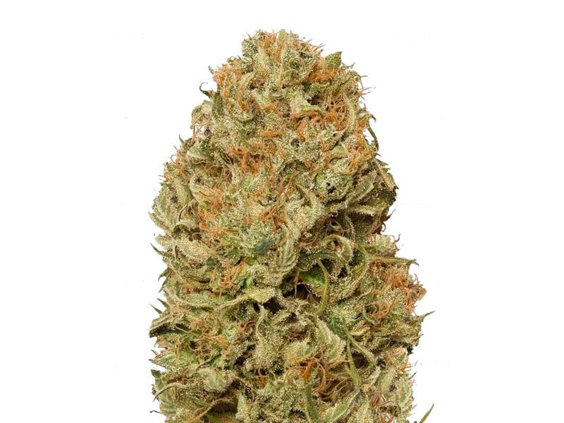 Сорт Blue Dream Auto fem Blue Dream Auto fem