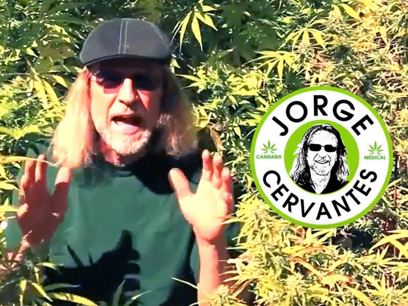 Хорхе Сервантес - труды о конопле Хорхе Сервантес и конопля