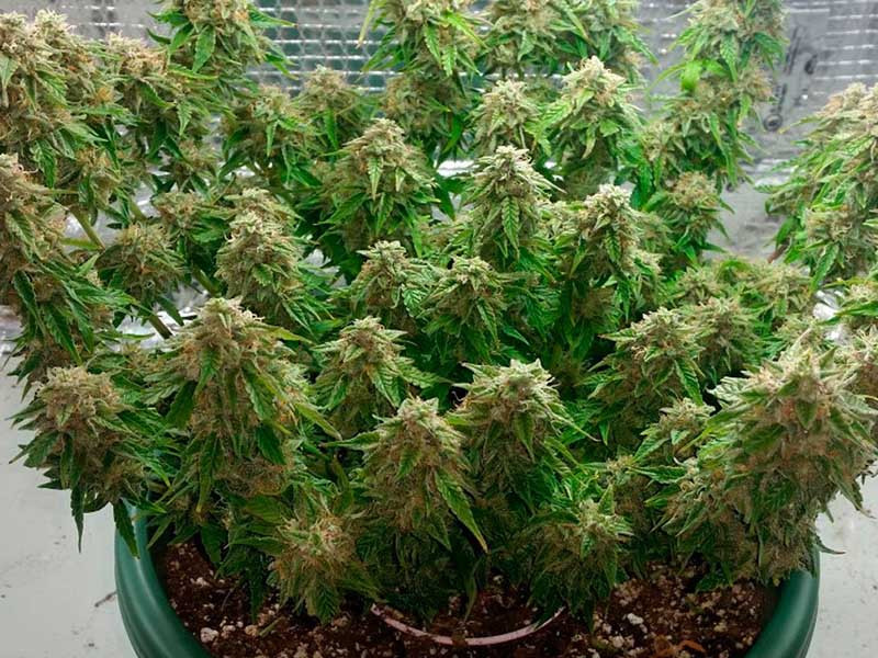 Недостатки выращивания автоцветов Недостатки автоцветов