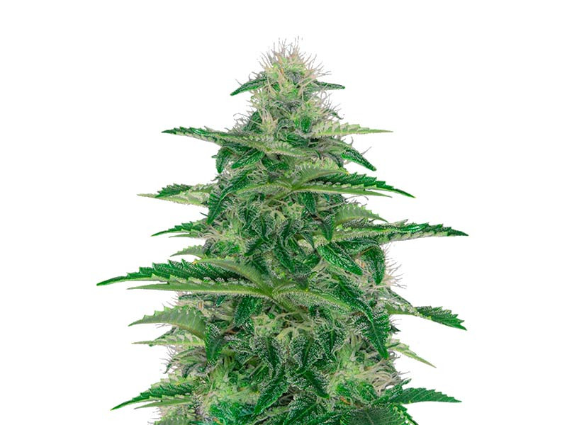 Сорт Dark Delight fem (Dutch Passion) Dark Delight fem (Dutch Passion)