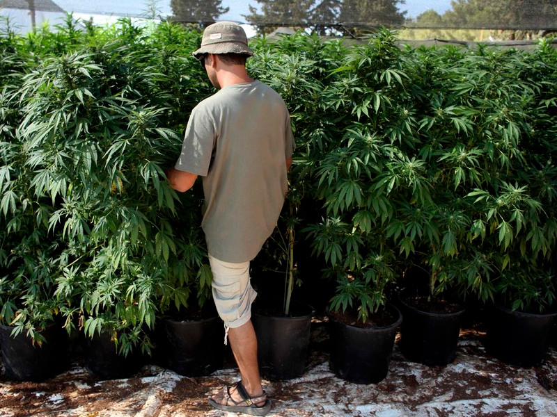 Быстрый гровинг в ауте Способ быстро вырастить марихуану на улице