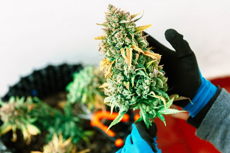 Харвест шишек марихуаны