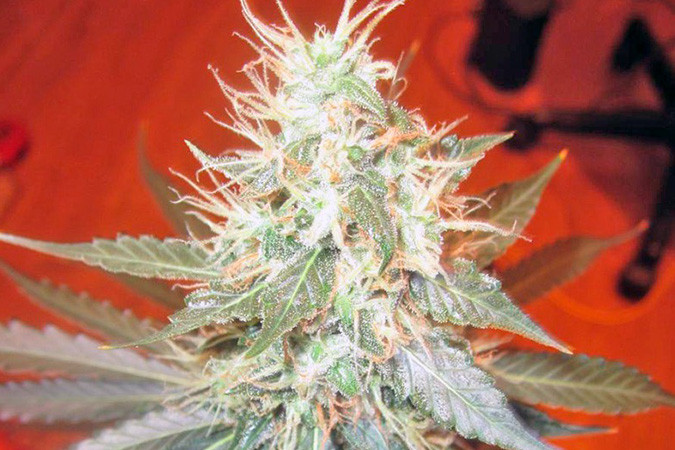 Автоцветущий сорт конопли Jack Herer Auto Сорт марихуаны Jack Herer Auto