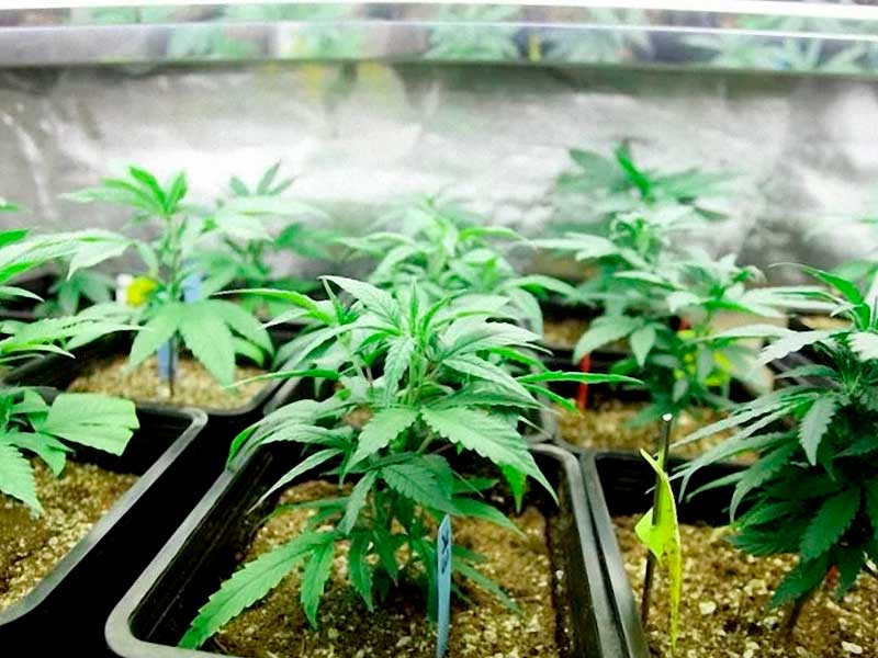 Подбор сортов по темпам развития Одинаковый темп развития у сортов конопли в одном боксе