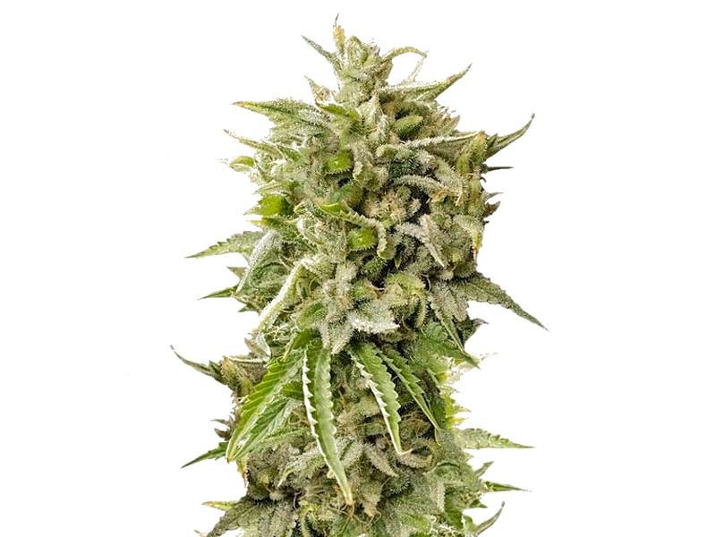 Сорт Bubba Kush Auto fem Bubba Kush Auto fem