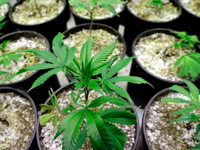 Растения клонировать можно годами Клонировать с одного растения можно годами