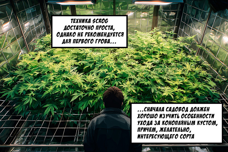 Пошаговая инструкция метода ScrOG