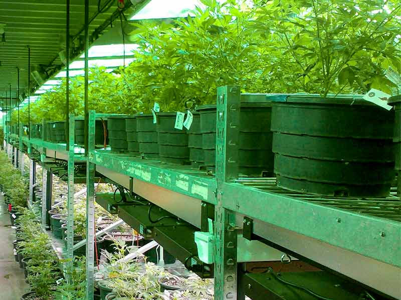 Отбор лучших кустов конопли Отбор лучших сортов конопли