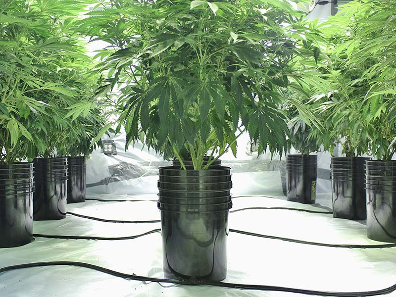 Автоцветы на гидропонике Выращивание конопли на гидре