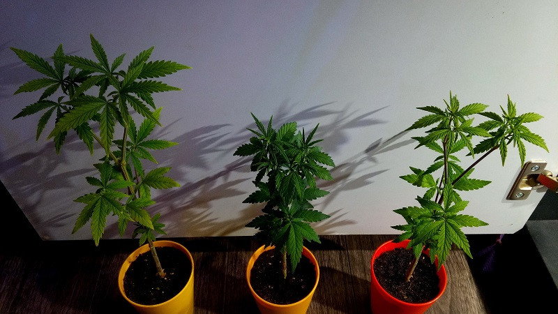 Неприхотливые сорта конопли