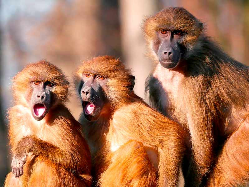 Мышление при паранойи Мысли при паранойи