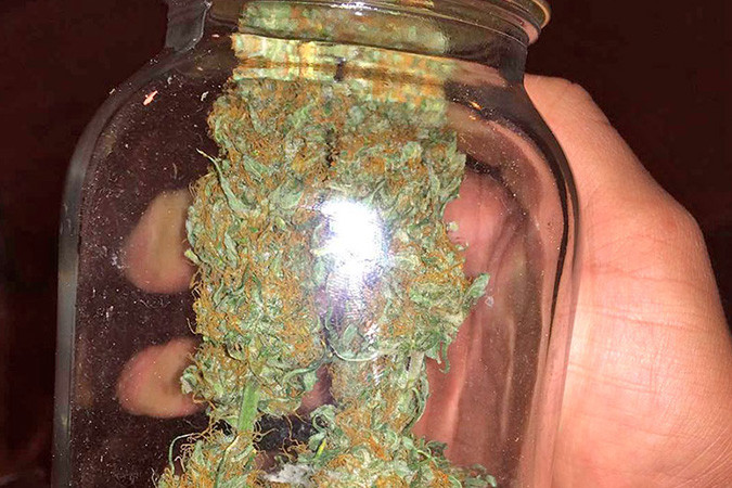 Сладкий и цитрусовый сорт каннабиса B. Lee Auto Мощный сорт конопли B. Lee Auto