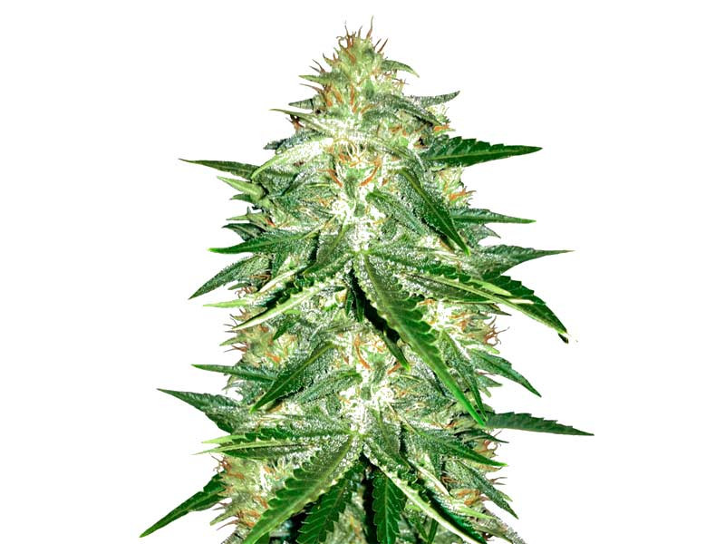 Сорт Lemon AK Lemon AK