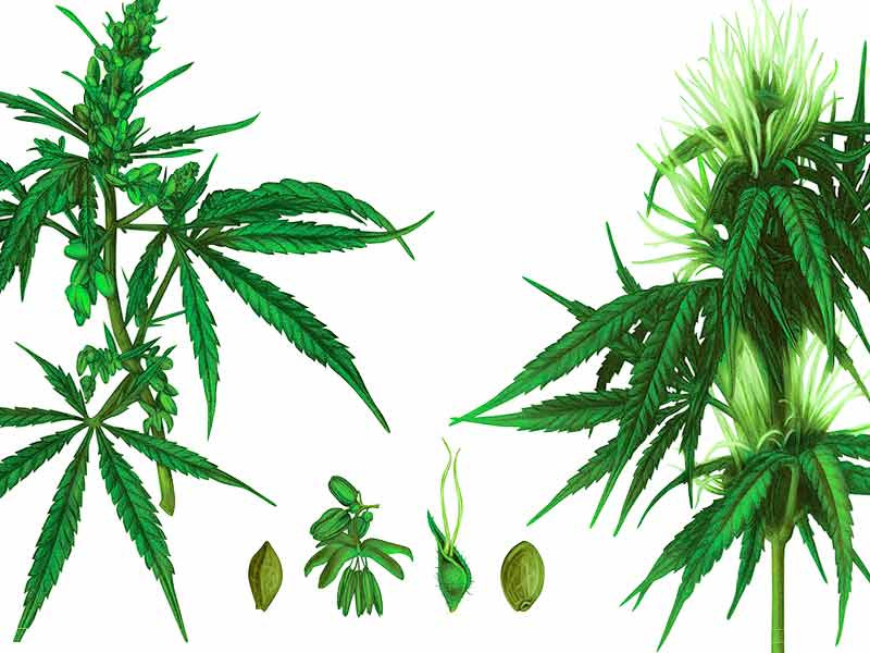 Мужское и женское растение конопли Скрещивание конопли