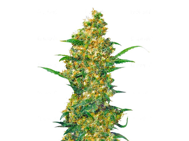 Сорт Warlock fem (Serious Seeds) Warlock fem (Serious Seeds)