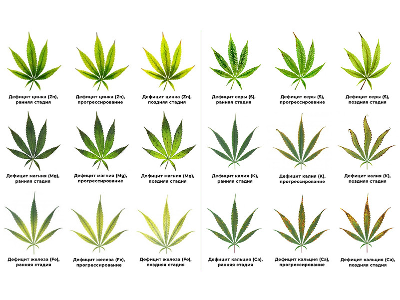 определить передозировку удобрениями по листьям конопли