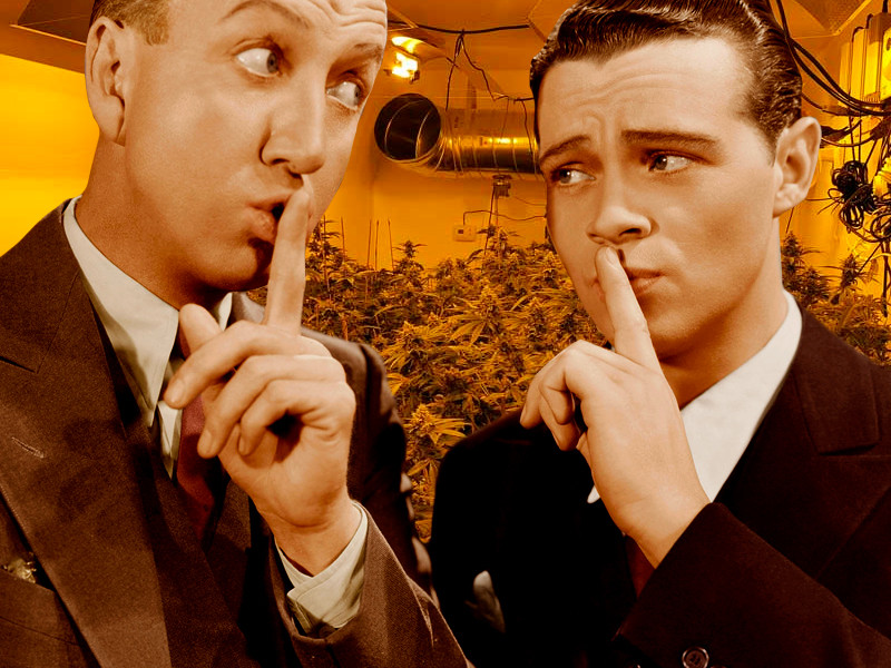 Хитрости по скоростному выращиванию марихуаны Секреты скоростного выращивания марихуаны