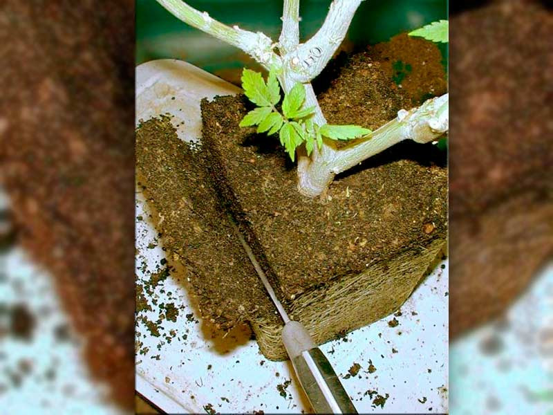 Обрезка корней материнской конопли Обрезка корней конопли