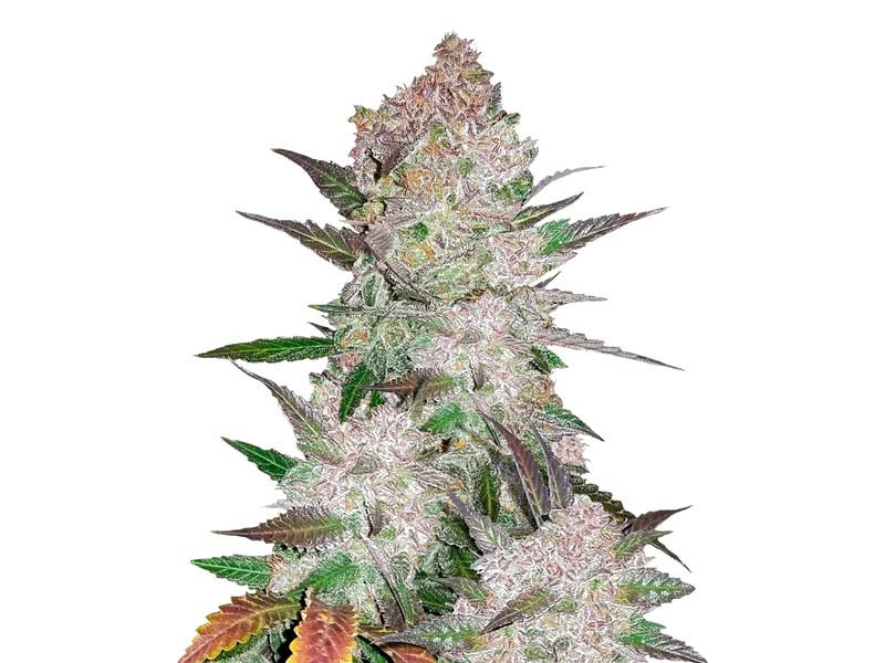 Сорт Cream Cookies Auto Cream Cookies Auto